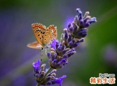 简单有气质的唯美微信名字