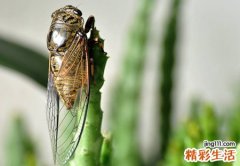 梦见在树林里捉了好多知了猴玩耍