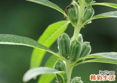 梦见院子里洒满带芝麻的芝麻杆