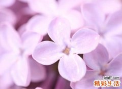 文艺范十足的森系网名超有气质