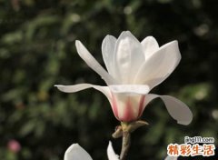 优雅大气的微信网名很有自信感