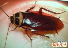 梦见卧室有好多蟑螂到处乱爬脏兮兮好恶心