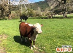 梦见牛，做梦梦见牛追我但躲开了