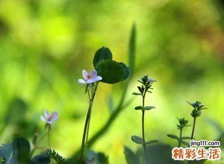 气质非凡的温柔网名超有感觉