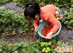 梦见和小伙伴一起去地里摘草莓