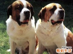 女人梦见好几只狗在街道上流浪
