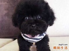 男人梦见黑狗咬伤自己化脓了