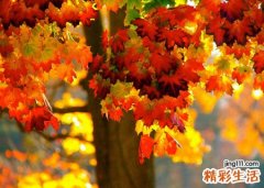 梦见他人受伤和流血被送往医院