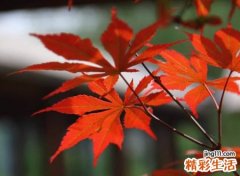 简洁有个性一眼就能记住的网名，让人过目不忘的微信昵称