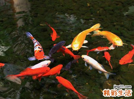 梦见别人买活鱼然后生吃活鱼