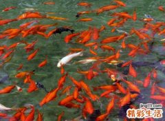 梦见池塘里有很多活鱼和死鱼一起