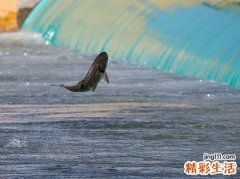 梦见巨大五彩斑斓的鱼在天上飞来飞去