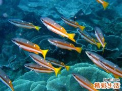 女人梦见水里好多鱼在吐泡泡