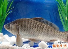 梦见自己抓鱼被鱼咬手流了好多血