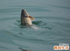 梦见在水里抓到活鱼然后吃活鱼