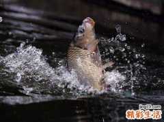 梦见大面积死鱼在水里漂已经变臭了