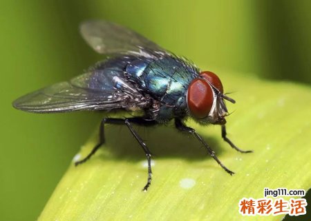 梦见自己在厕所驱赶很多苍蝇