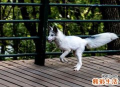 梦到白狐狸和我很亲后来化作人形