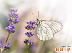 梦见一只白蝴蝶和一直花蝴蝶翩翩起舞
