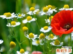 古典文雅富含诗意的昵称，古风韵味的微信网名