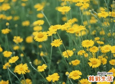 让人看了心情好的网名，今年流行的微信长网名大全