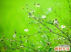 好听简洁有仙气的英文网名，森系微信英文名字带翻译