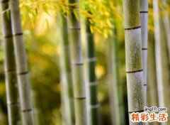 经典怀旧疲惫的古风名字，清冷孤傲有韵味的微信网名