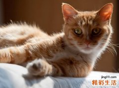 梦见讨厌驱赶猫甚至想杀了自己的猫咪