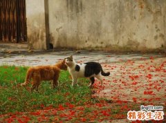 梦见猫攻击我后来我把猫给秒杀了