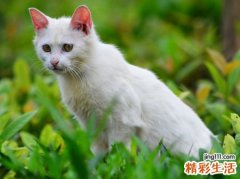 梦见白猫入怀很温顺后来猫变成了美女