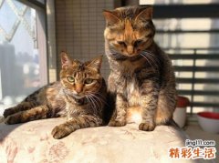 女人梦见一群猫在一起喵喵喵