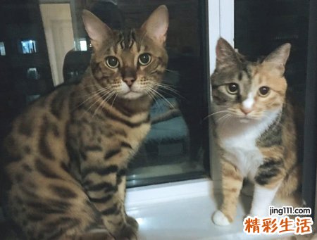 梦见很多猫在屋里乱跳乱叫还会唱歌