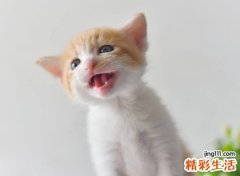 梦见被猫挠胳膊了留下很多血痕