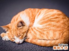 梦见被猫咬住手指不放流血了好疼