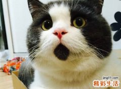 梦见猫追着我跑到屋顶上后来我踢死猫