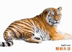 梦见和村里人一起把吃人的老虎打死