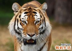 梦见被老虎追着跑后来鞋都跑掉了