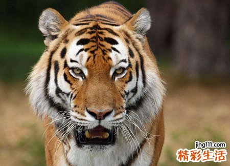 梦见被老虎追着跑后来鞋都跑掉了