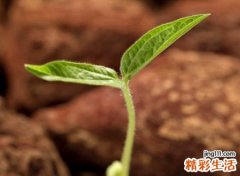 特别有气质的欧美英文网名，独特高端国际范英文名