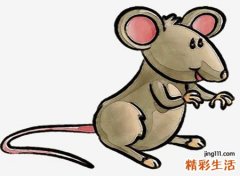 梦见半夜里大街上成群老鼠过街