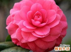 梦见塑料花很好看尽管它是假花