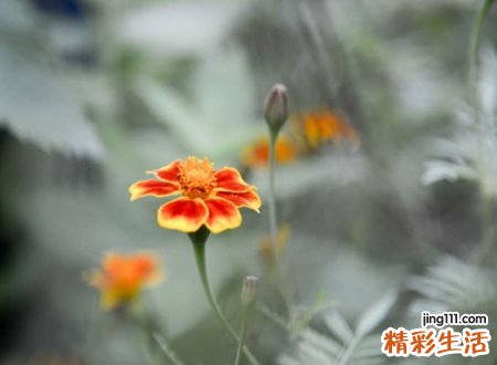 好听的长网名纯文字，唯美网名长一点的昵称