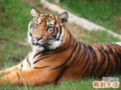 孕妇梦见一只黄老虎从动物园跑了出来