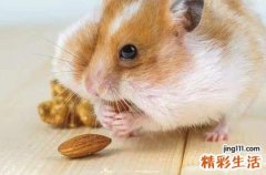 2023年属鼠结婚好不好 2023年鼠和鼠结婚合适吗