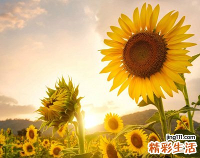 冷艳唯美的七个字微信昵称