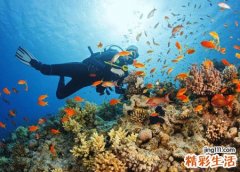 孕妇梦见鱼向自己快速冲刺游过来