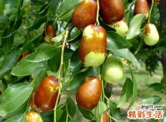 梦见家里果园里树上结满成熟的红枣