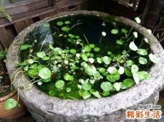 梦见水缸里的水不干净清澈见底