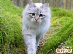 2021古风森系猫网名