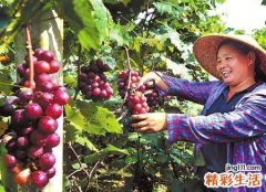 孕妇梦见一串串紫葡萄挂在自己的床前